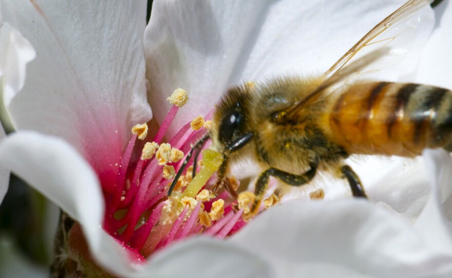 Honeybee Apis mellifera visits the flower of an Almond tree Prunus dulcis. Central Valley, Calif.