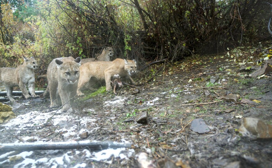 The mountain lion family group navigates risky encounters and interactions as they share a kill. Florence, Montana.