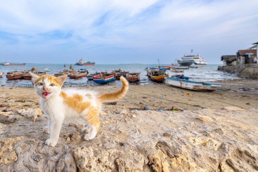 A kitten is shown near a fishing harbor in Tanzania, featured in "Cats of the World."