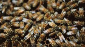 Bee populations in San Diego County and across the nation have declined sharply since 2006. Nearly a third of all colonies in the country died off last year.