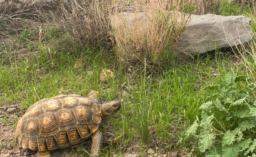 Recent rains have enabled many species of plant life to green up, allowing wildlife such as the desert tortoise to come out and forage on the abundant food supply on Aug. 12, 2022, in the Mojave National Preserve, Calif.