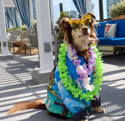 Yappy Hour at Margaritaville Hotel San Diego