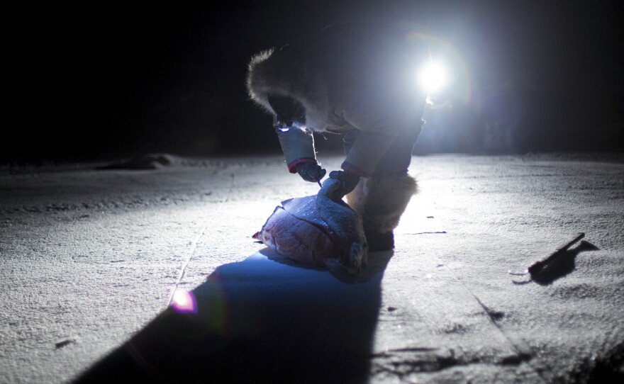 In the complete darkness of a January afternoon, Inuit elder Peugatuk Ettuk skins a seal by the light of his snowmobile. He caught the seal to feed his dog team. Ettuk was camping at the site of the old outpost camp near Arctic Bay where he had grown up as a child.