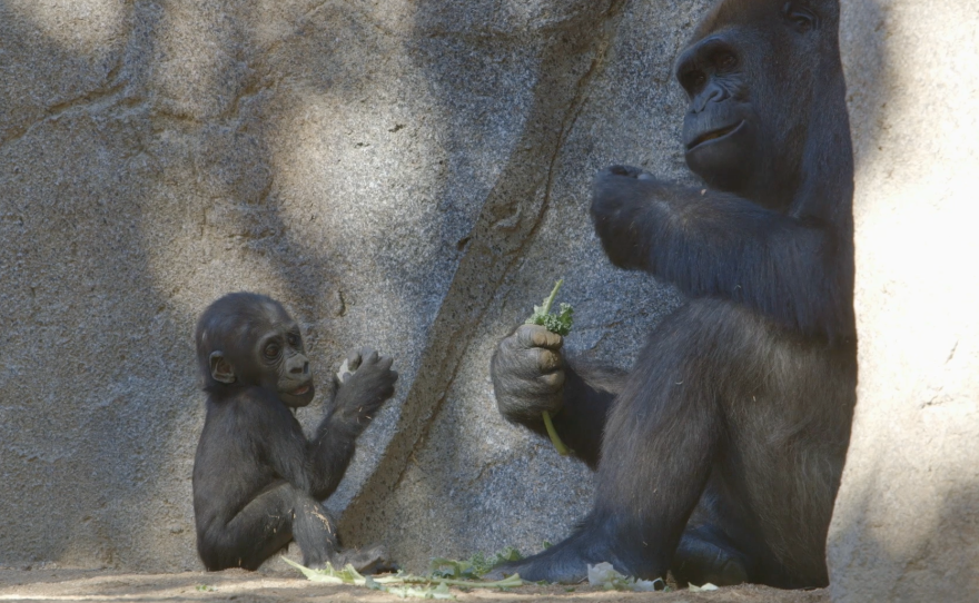 Joanne, a 5-month-old baby gorilla at San Diego Zoo Safari Park, watches her mother eat kale in their enclosure, Aug. 29, 2014.