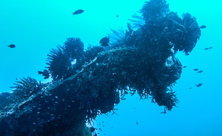The wing of a Mitsubishi F1M that was used by Japanese forces is now encrusted with coral.