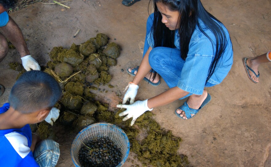 Black Ivory Coffee workers sort coffee beans out of elephant dung.