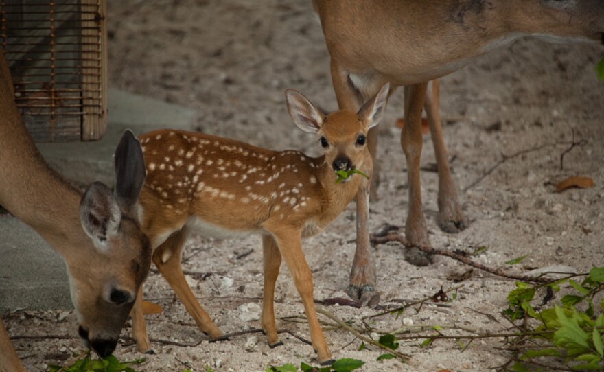 Key deer fawn.