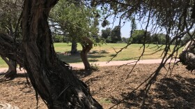 The are in Balboa Park where new trees will be added is pictured, April 26, 2019. 



