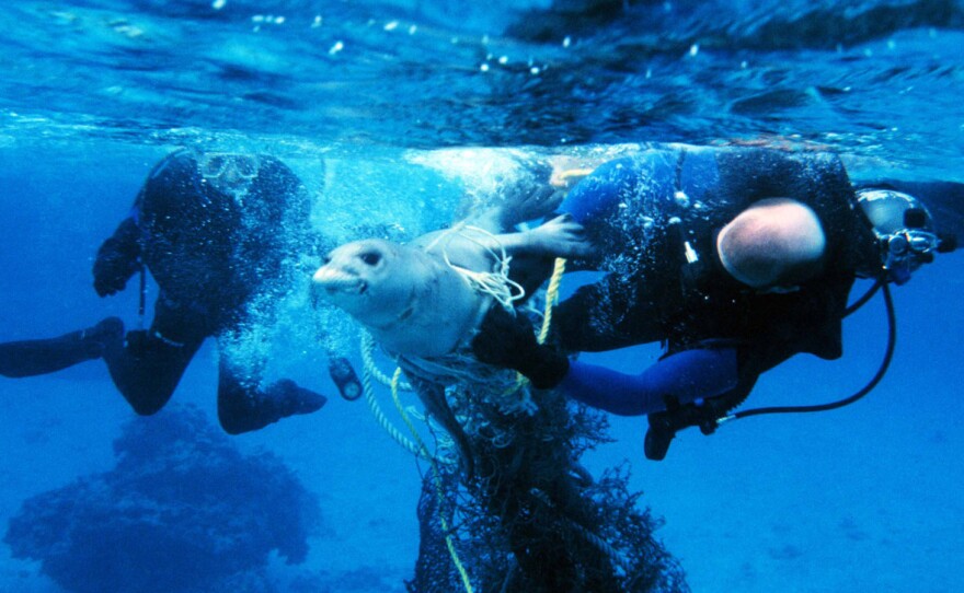 Divers release a seal from fishing gear. Getting entangled in active or abandoned fishing gear often leads to injury or death in marine mammals.
