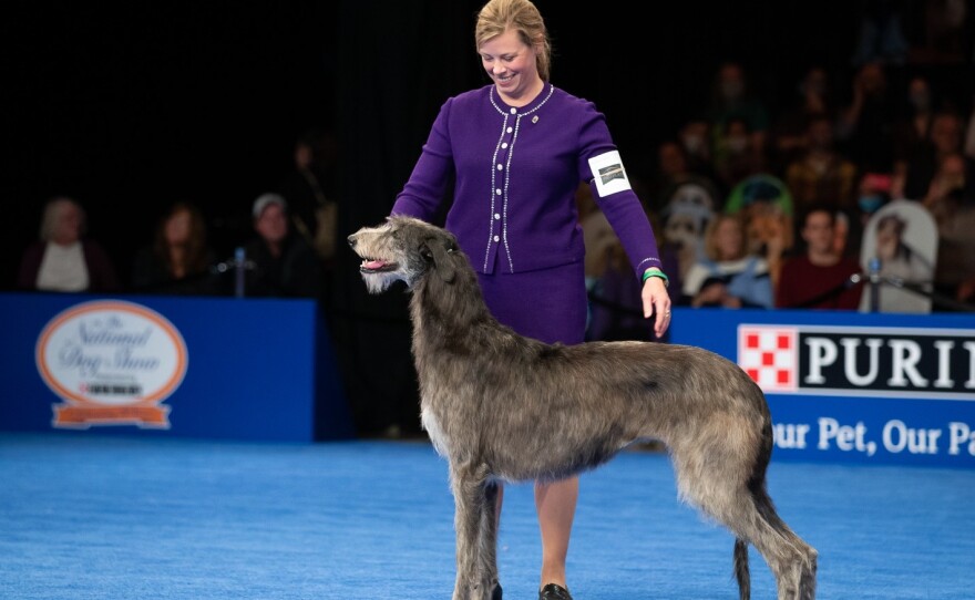 Best in show winner Claire the Scottish deerhound stands with her handler Angela Lloyd at the National Dog Show. Lloyd said Claire was "more sure of herself" this year.