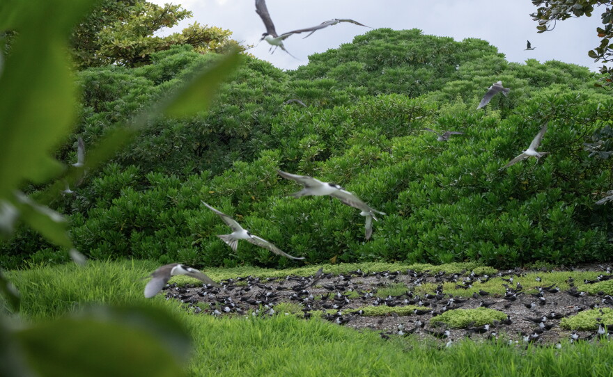 Roughly 100,000 sooty terns nest on Palmyra Atoll. The birds spend years at sea before returning to land to breed.