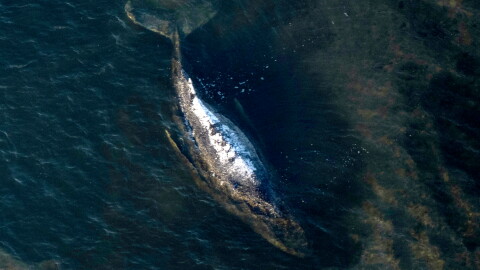 FILE - The humpback whale lays in a washed-out tub off the island of Poel, Germany, April 22, 2026. (Philip Dulian/dpa via AP, File)