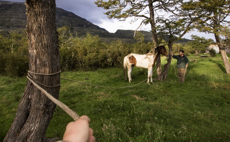 Ranching forces one to live in the present moment while attending to the needs of cattle, horses and working dogs. The photographer grips a lasso while her partner halters a young mare that has colicked and needs immediate care.