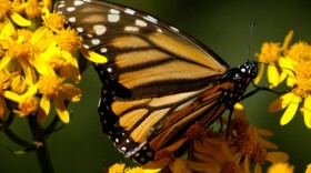 Monarch butterfly. Every year, 100 million Monarch butterflies set off on an incredible journey across North America. These beautiful creatures fly 2,000 miles to reach their remote destination, a tiny area high in the mountains of Mexico.
