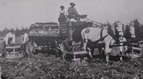 Historical photo of immigrants working on a celery farm, Chula Vista c. 1920