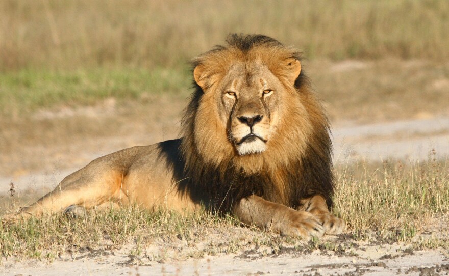 An undated photo of Cecil the lion in Zimbabwe's Hwange National Park.