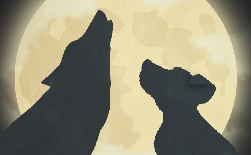 Why Dogs Have Floppy Ears: An Animated Tale