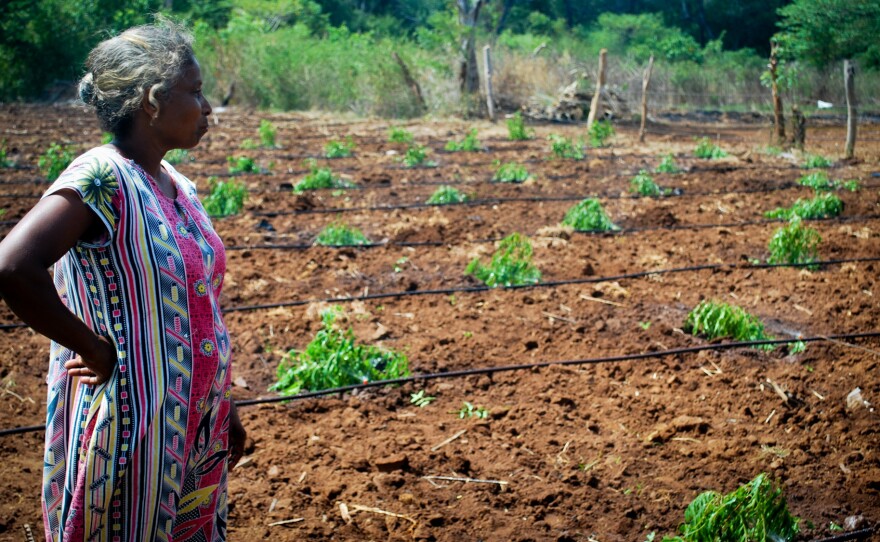 A producer from a Palmera supported papaya project in Vavuniya looks over her new harvest.