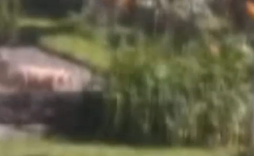 A screen shot of a video that shows a lion-like animal walking across a lawn in Milwaukee.