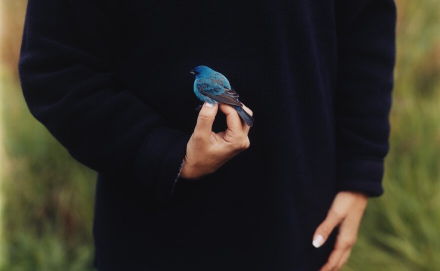 Barbara Bosworth's 2003 <em>Indigo Bunting </em>shows a bird about to be set free after being branded with a migration tracker.