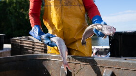 Invasive blue catfish are a problem in the Chesapeake Bay and its tributaries, preying on native seafood like the blue crab. To help keep them in check, local schoolchildren are eating catfish for lunch.