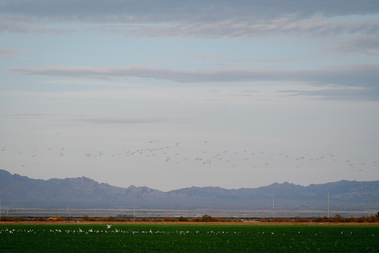 Waterbirds swirl above farms along the south end of the Salton Sea in Calipatria, California.