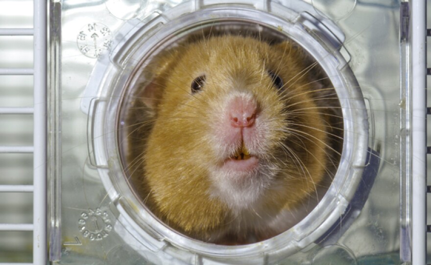 Golden hamster peering out of its play tunnel.