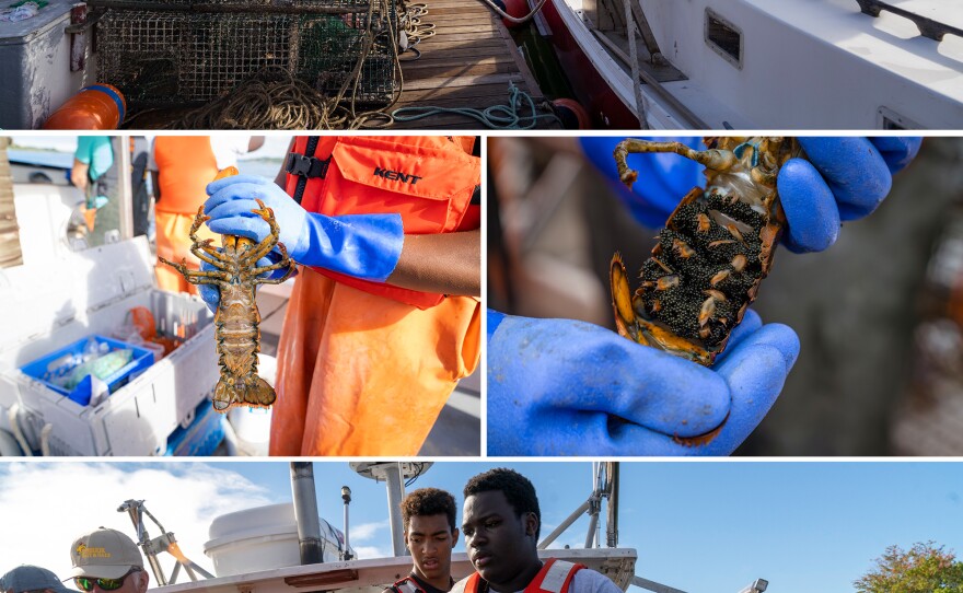 Cris and Josh aboard Sea Smoke in Portland, Maine. Josh holds up a pregnant lobster, which has eggs on its underside.