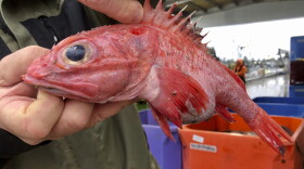 Kevin Dunn, who fishes off the coasts of Oregon and Washington, holds an aurora rockfish at a processing facility in Warrenton, Oregon, Dec. 11, 2019. 