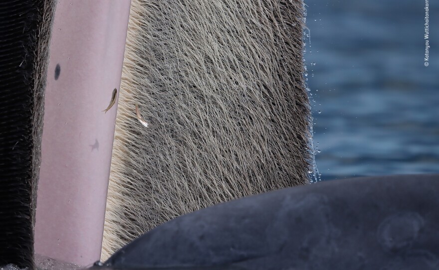 <strong>15-17 years Winner:</strong> <em>The beauty of baleen</em>. Upper Gulf of Thailand. Bryde's whales have up to 370 pairs of gray-colored plates of baleen growing inside their upper jaws. The plates are made of keratin, a protein that also forms human hair and nails, and are used to filter small prey from the ocean.