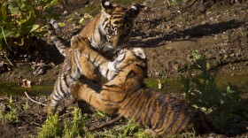 Sumatran tiger cub Joanne pounced on her sister, Majel, during a play session at the San Diego Zoo Safari Park in this undated photo.