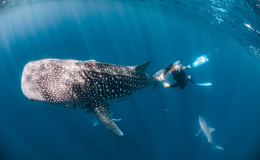 Marine biologist Michael Doane collects samples of microorganisms living on the skin of a whale shark.