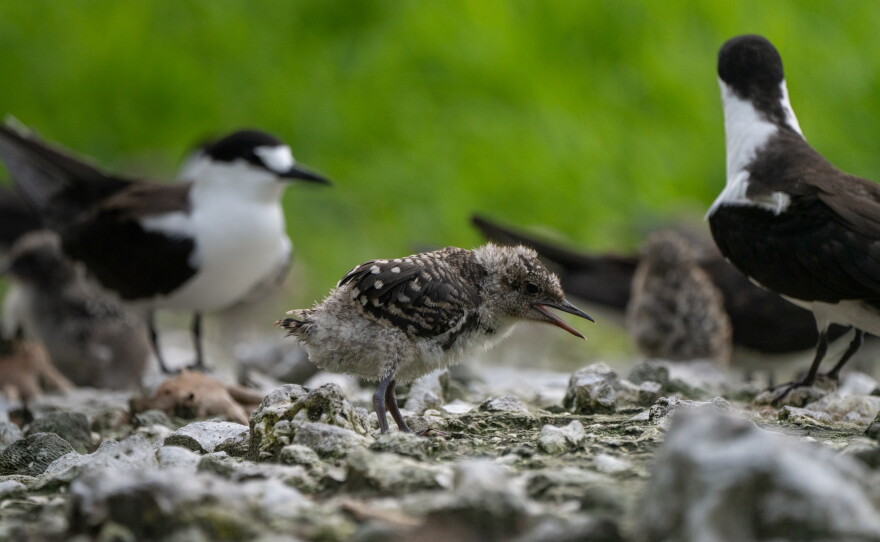 Ground-nesting birds, like the sooty tern, are highly vulnerable to invasive rat populations.
