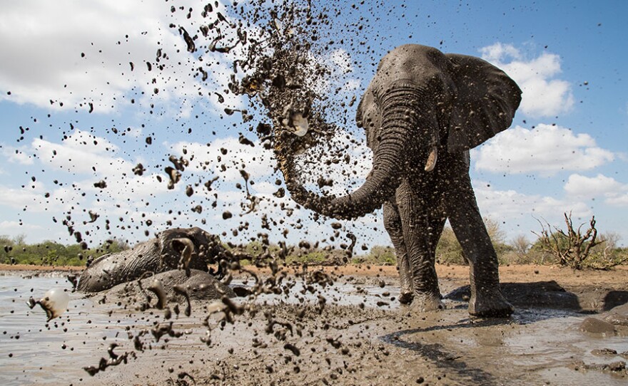 An African elephant sprays mud over itself to keep cool and protect its skin under the intense African sun.