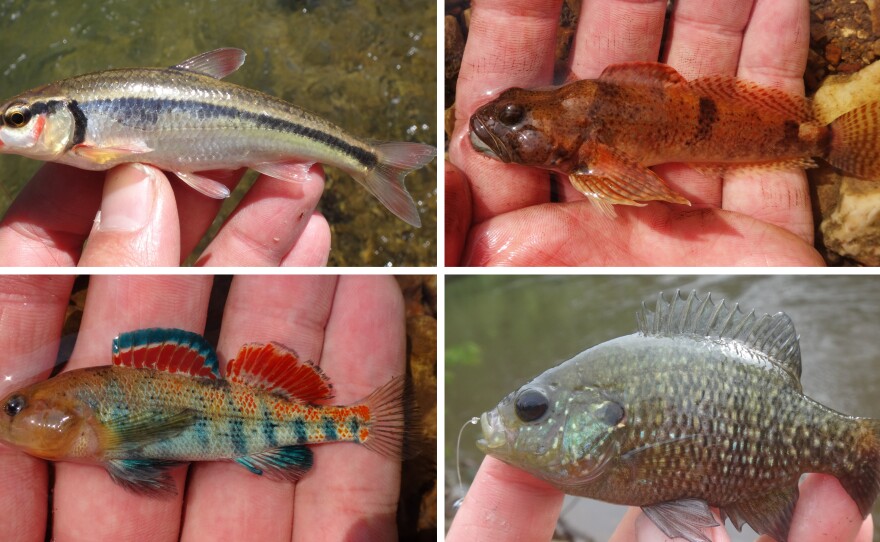 Microfish caught by Ben Cantrell. (Top row) Bleeding Shiner, Knobfin Sculpin. (Bottom row) Plateau Darter and Bantam Sunfish.