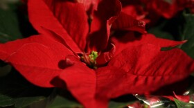 Pointsettia