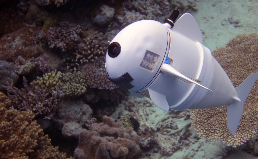 SoFi, the robotic fish, swims in for its close-up. MIT computer scientists hope SoFi will help marine biologists get a closer (and less obtrusive) look at their subjects than ever before.