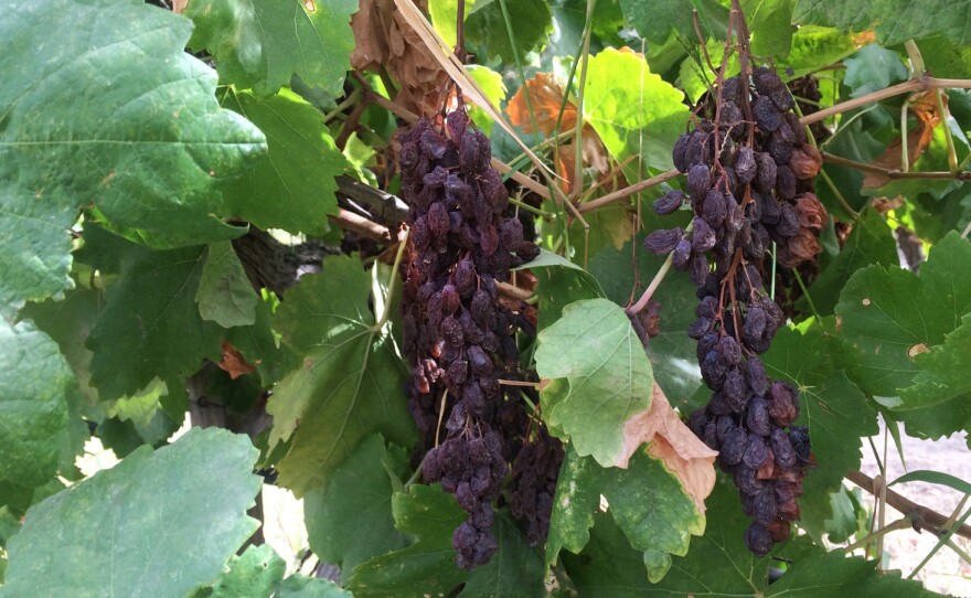 All grapes, including raisins, are labor-intensive to harvest. Now the raisin industry is looking to the Sunpreme to help dramatically reduce the need for workers.