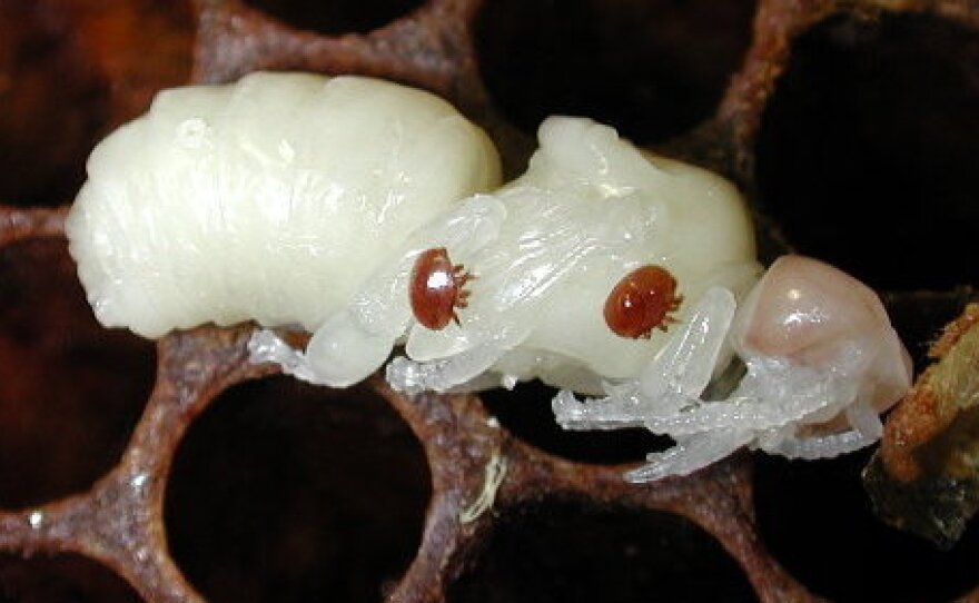 Varroa mites on a honey bee pupa.