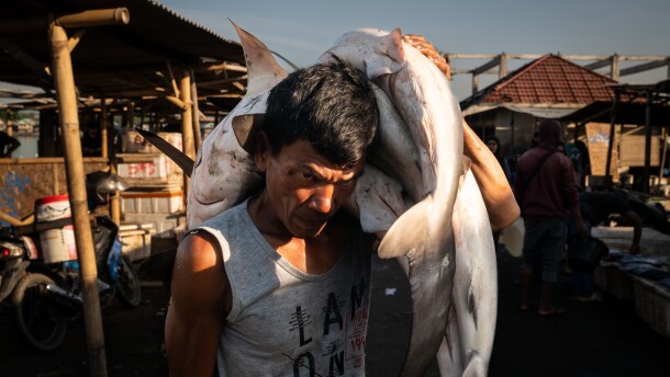 Various species of sharks — some of which are endangered, while others are listed as vulnerable — are hauled on shore at dawn at the Tanjung Luar port on June 9, 2025, in East Lombok, Indonesia. Tanjung Luar is one of the largest shark markets in Indonesia and Southeast Asia, from where shark fins are exported to other Asian markets — primarily Hong Kong and China — and their bones are used in cosmetic products also sold to China.