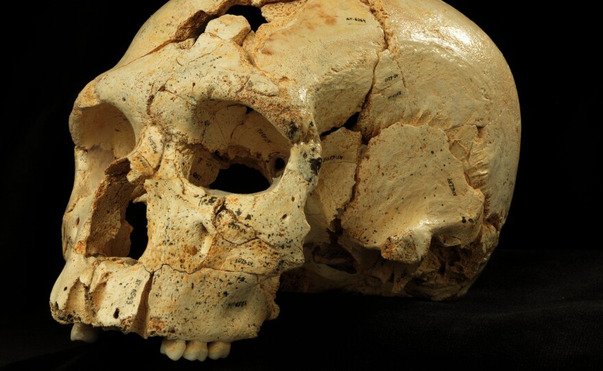 By comparing "Skull 17" from the Sima de los Huesos site with many others found in the same cave, researchers were able to discern the common facial features of the era.