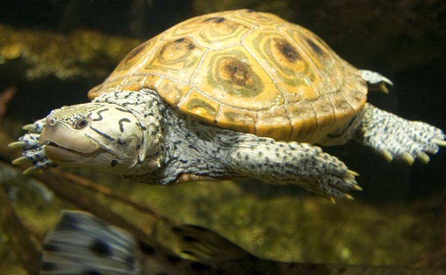 Diamondback terrapin.