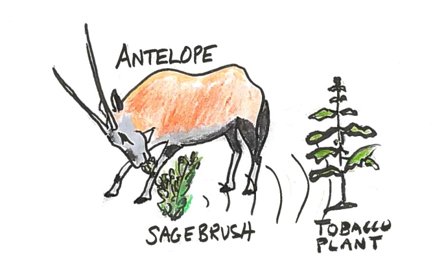 Illustration of a sagebrush emitting a chemical signal to a nearby tobacco plant while being eaten by an antelope