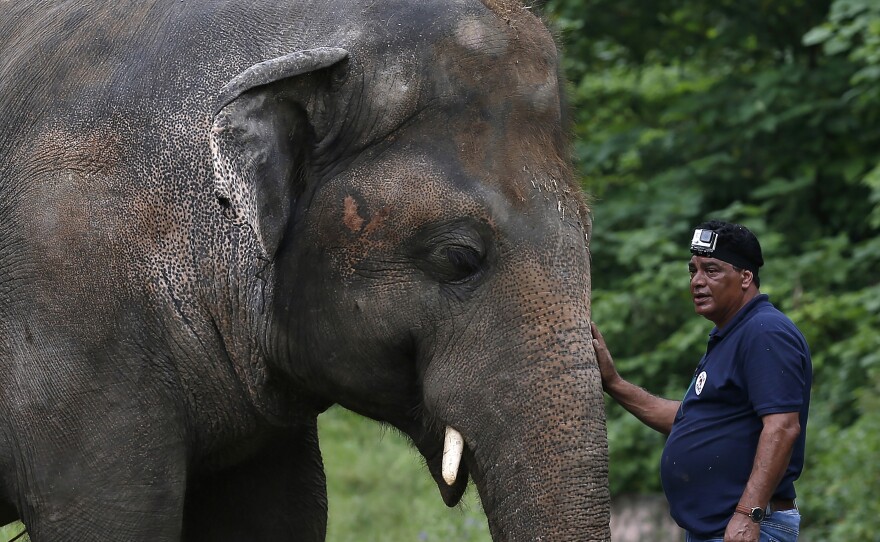 Dr. Amir Khalil, a veterinarian from the international animal welfare organization Four Paws International, comforts Kaavan during his examination at the zoo in Islamabad before the animal's departure to Cambodia.