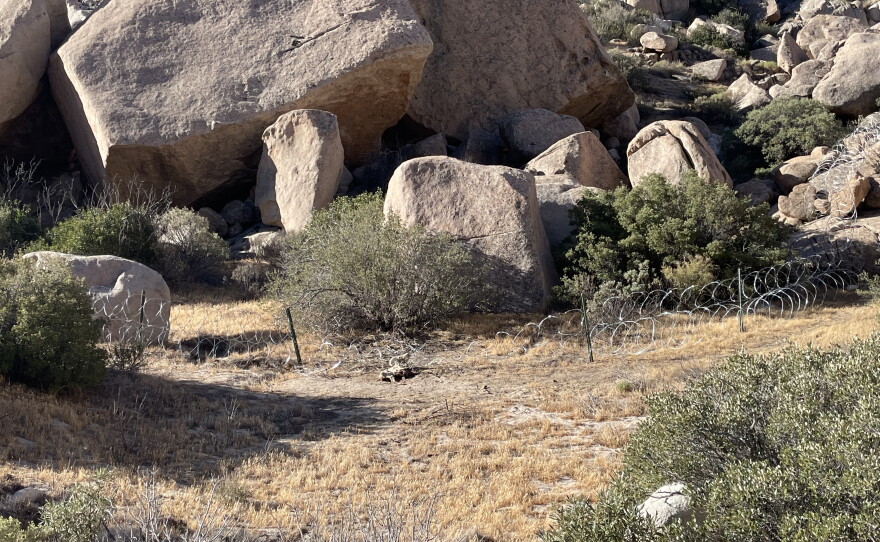 Wildlife biologist Christina Aiello found an endangered Peninsular bighorn sheep dead on Wednesday, June 3, 2026, after becoming entangled in concertina wire in the Jacumba Wilderness. U.S. Customs and Border Protection is closing gaps in the California-Mexico border with concertina wire.