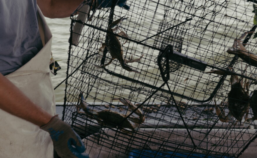 AJ Swick shakes crabs from a crab trap on the F.V. Southern Girl, near Sandy Point State Park in Annapolis, Maryland.