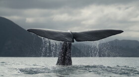 The fluke of sperm whale before it dives.