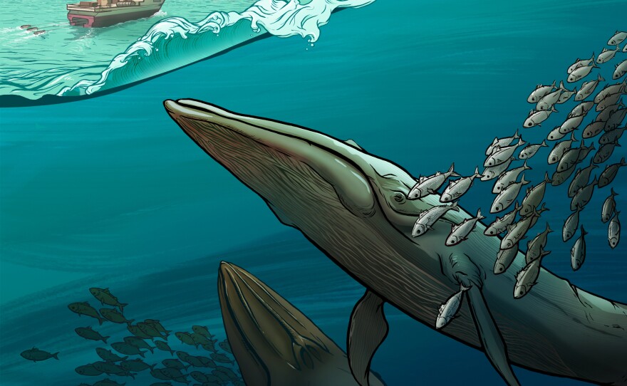 Scientists have observed that Rice's whales have sometimes stopped making their own sounds in the presence of ships.