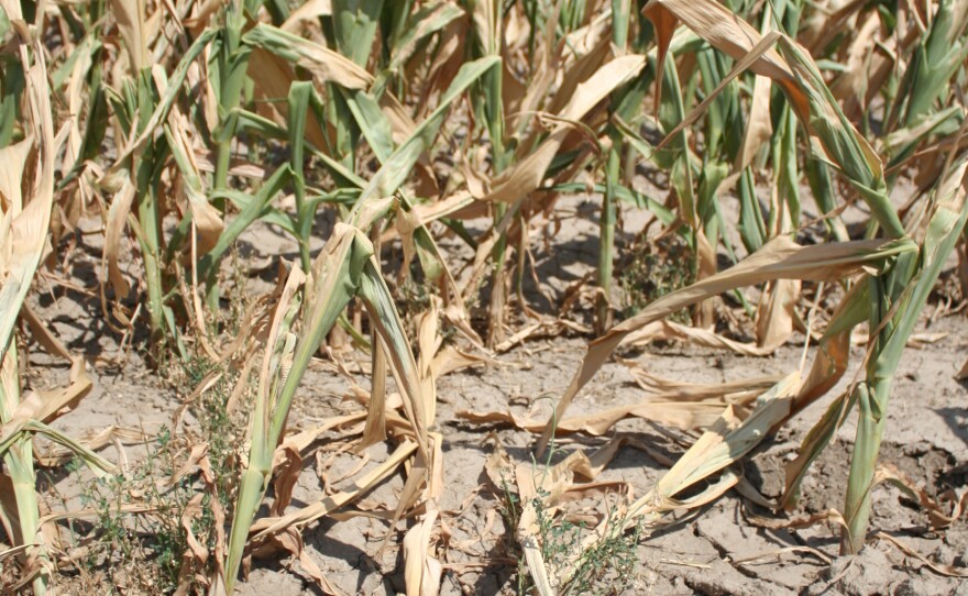 The drought has resulted in withered cornstalks and cracked land near Lamar, Colo.