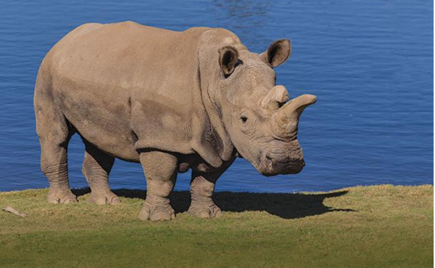 This undated photo shows Nola, a critically endangered northern white rhinoceros, at the San Diego Zoo Safari Park.